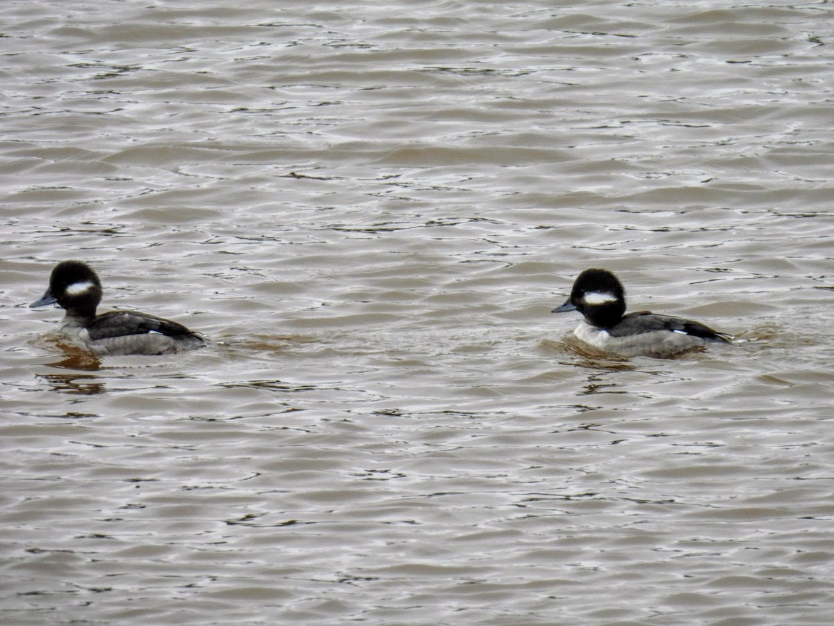 Bufflehead - ML616512290