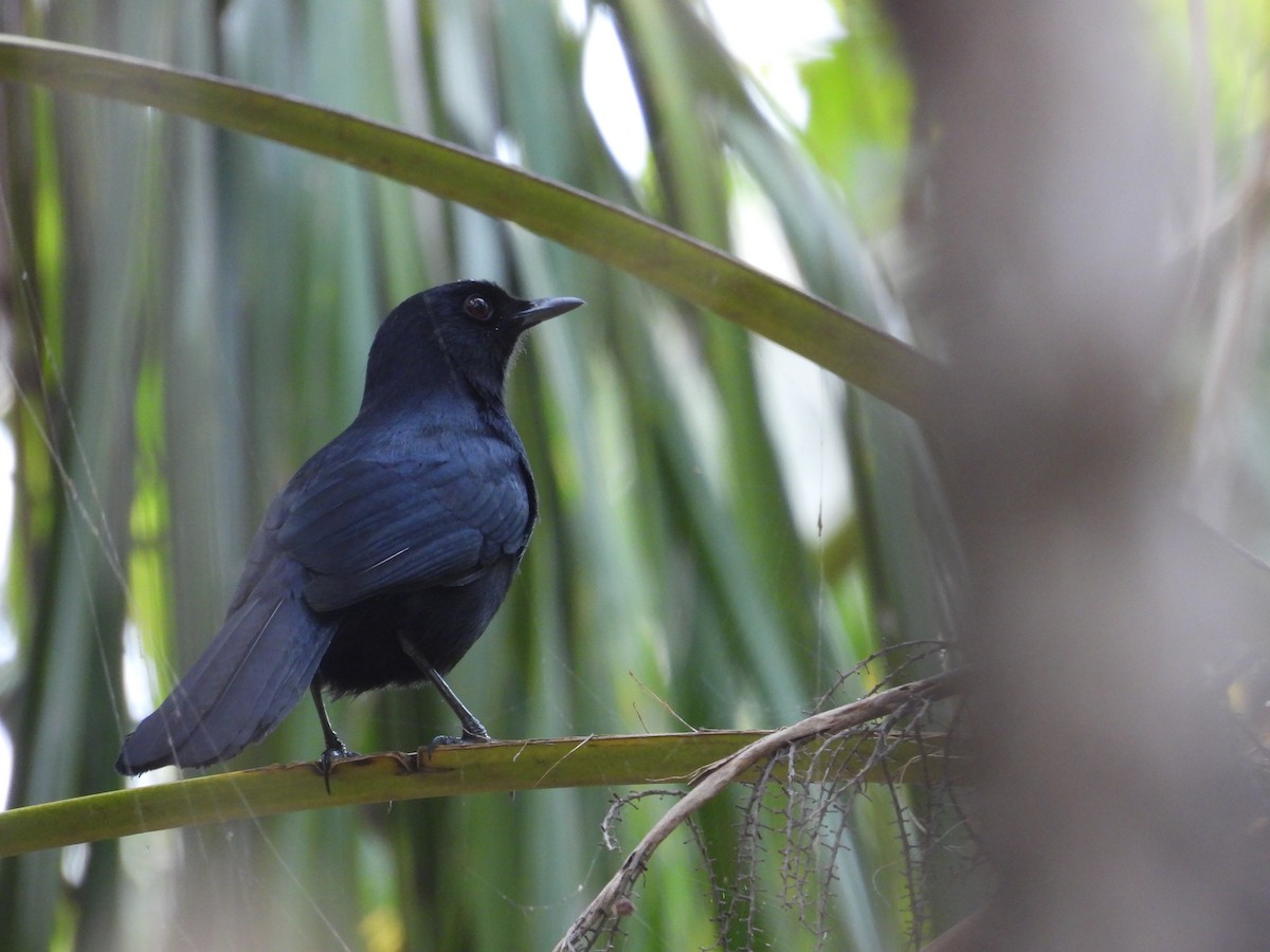 Black Catbird - ML616512332