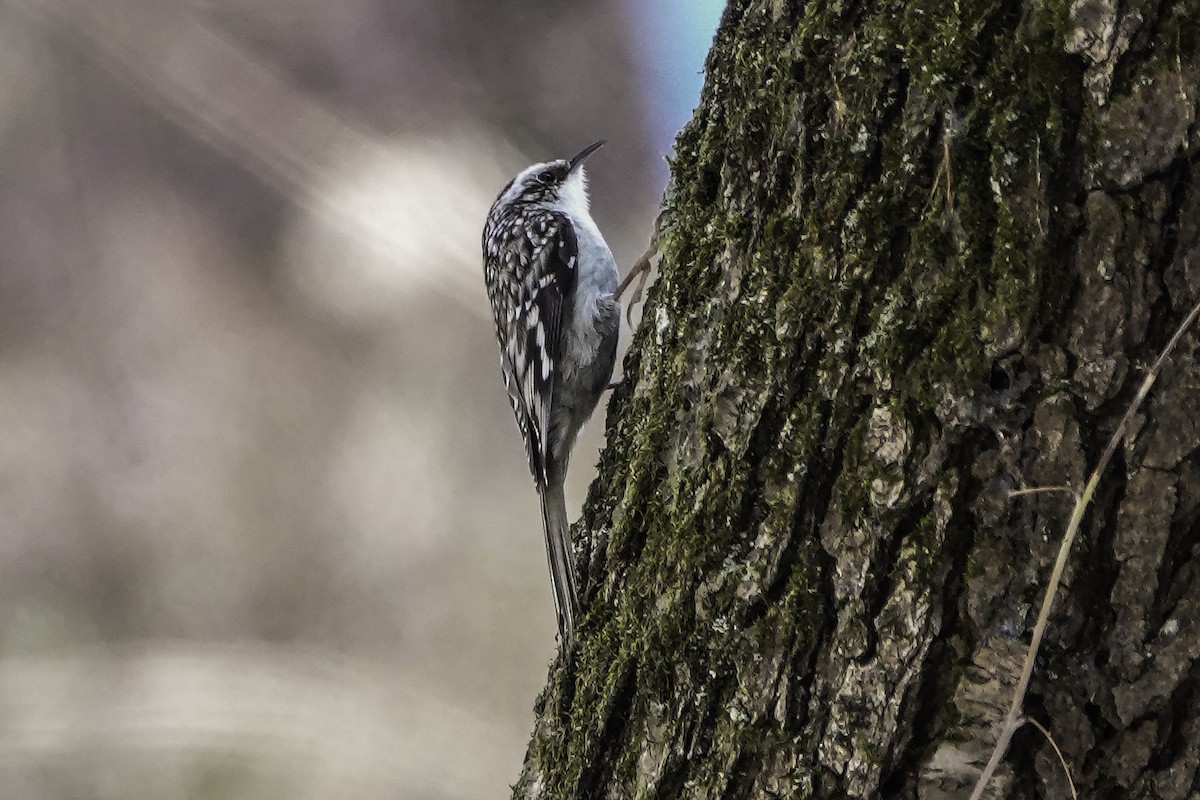 Brown Creeper - ML616512354