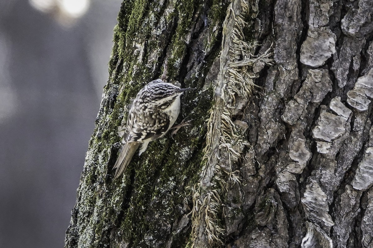 Brown Creeper - ML616512355