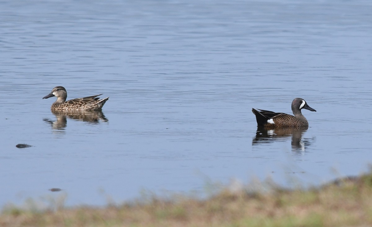 Blauflügelente - ML616512392