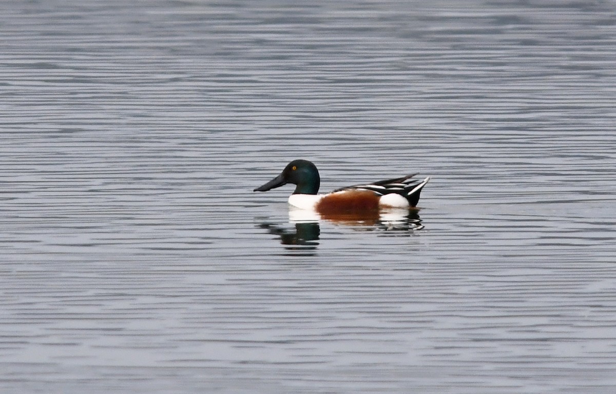 Northern Shoveler - ML616512396