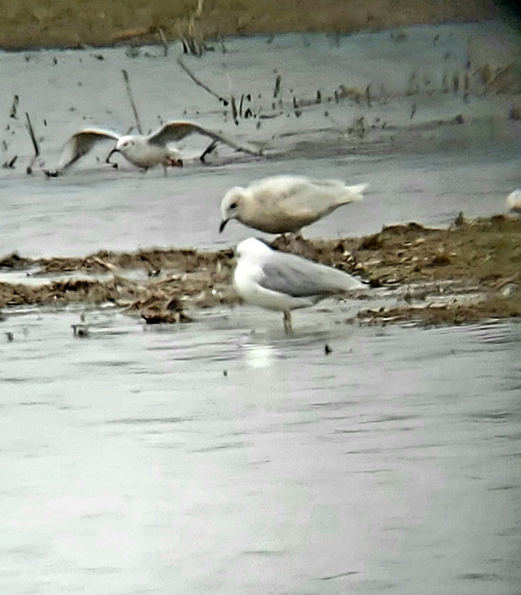 Iceland Gull - ML616512403