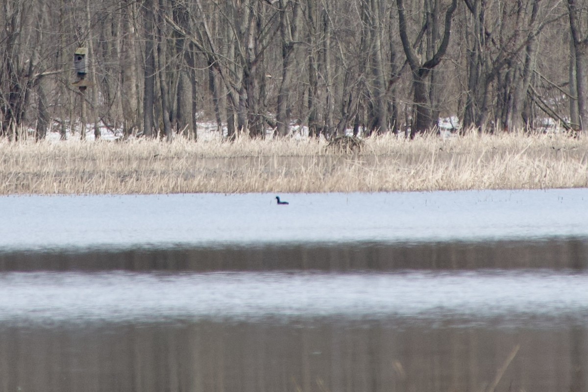 American Coot - ML616512516