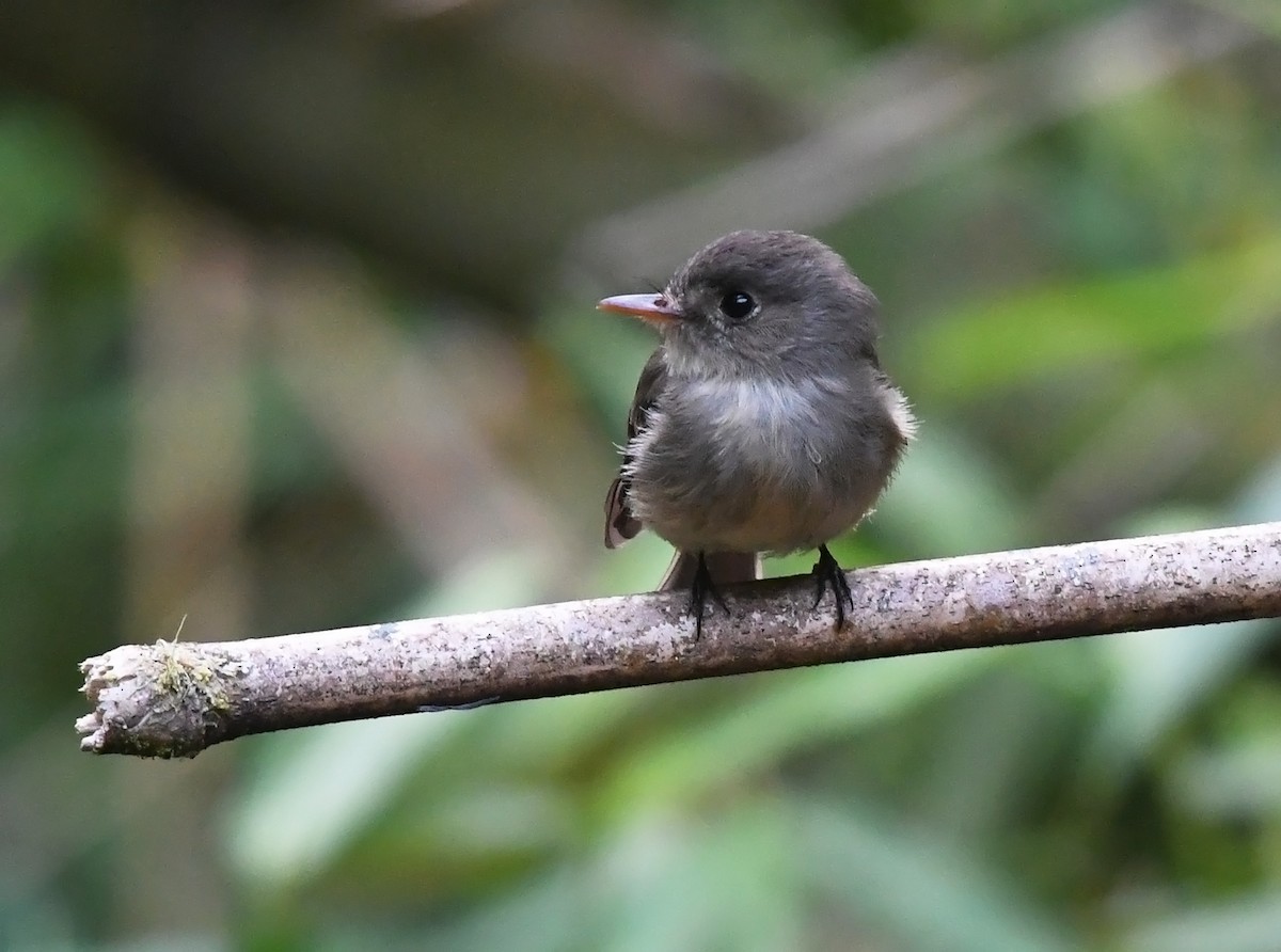 Jamaican Pewee - ML616512541