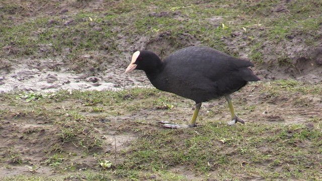 Eurasian Coot - ML616512572