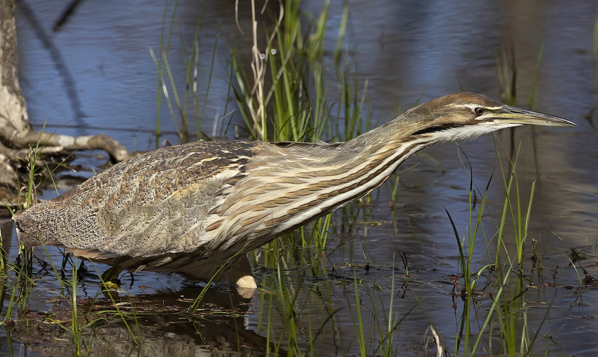 American Bittern - terry moore