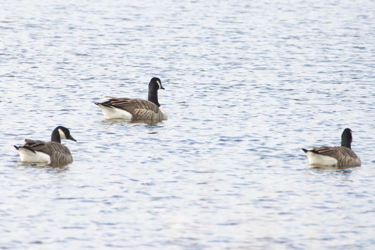 Canada Goose - ML616512647