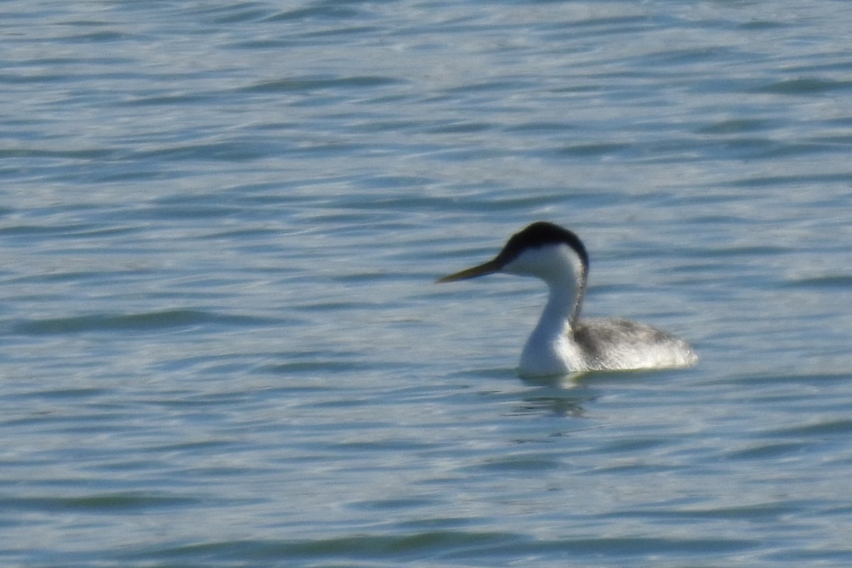 Western Grebe - ML616512651