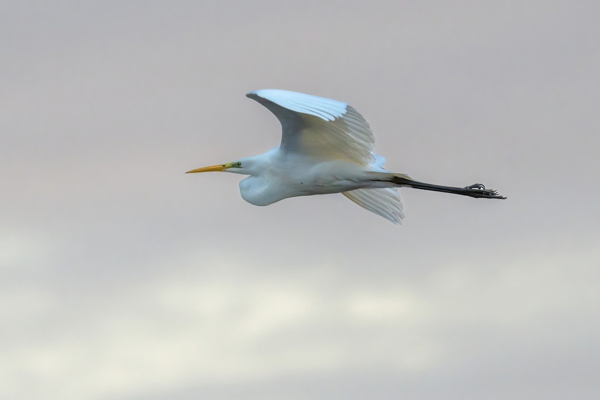 Great Egret - Matthew Hobbs