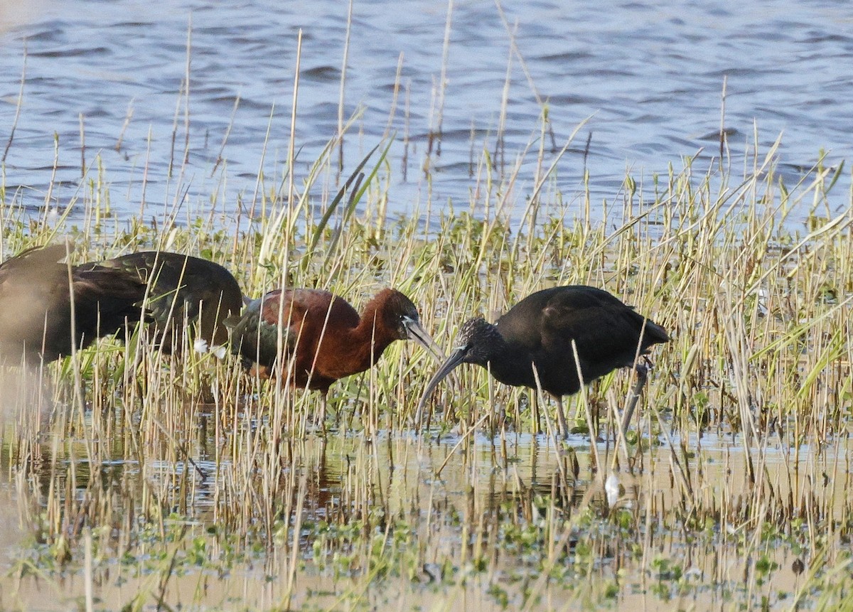 Glossy Ibis - James Rawson