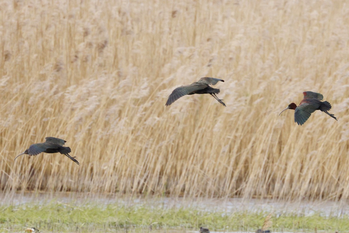 Glossy Ibis - James Rawson