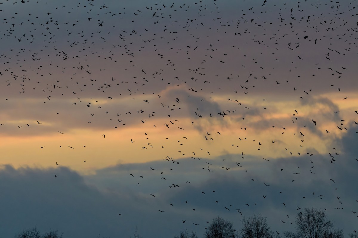 European Starling - Matthew Hobbs