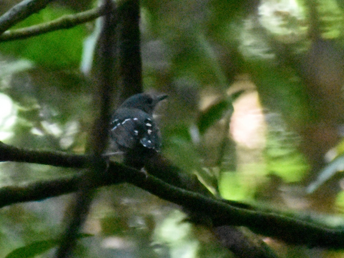 Plain-throated Antwren - Eric Konkol