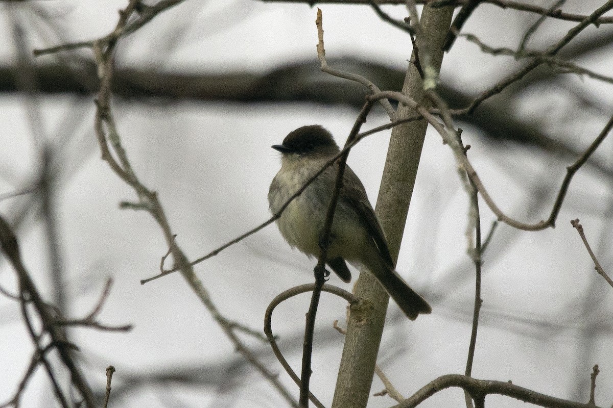 Eastern Phoebe - ML616512911