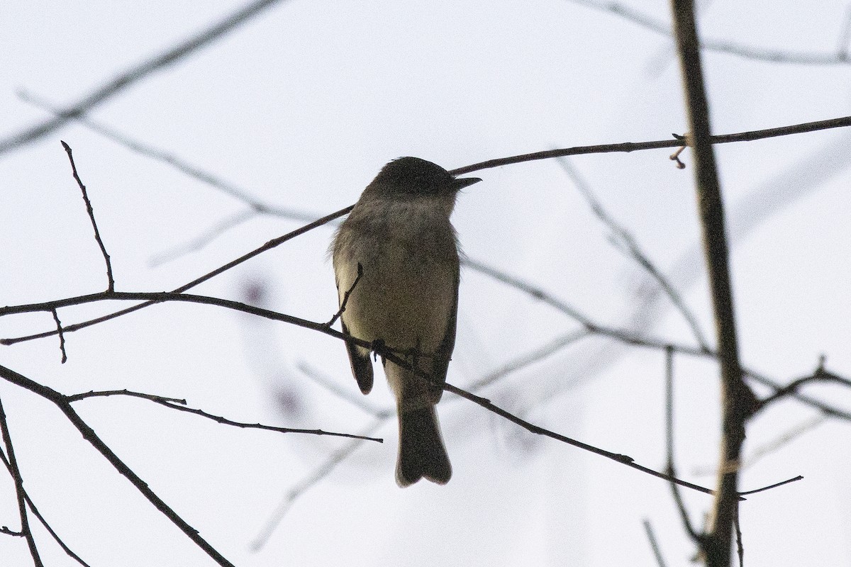 Eastern Phoebe - ML616512912