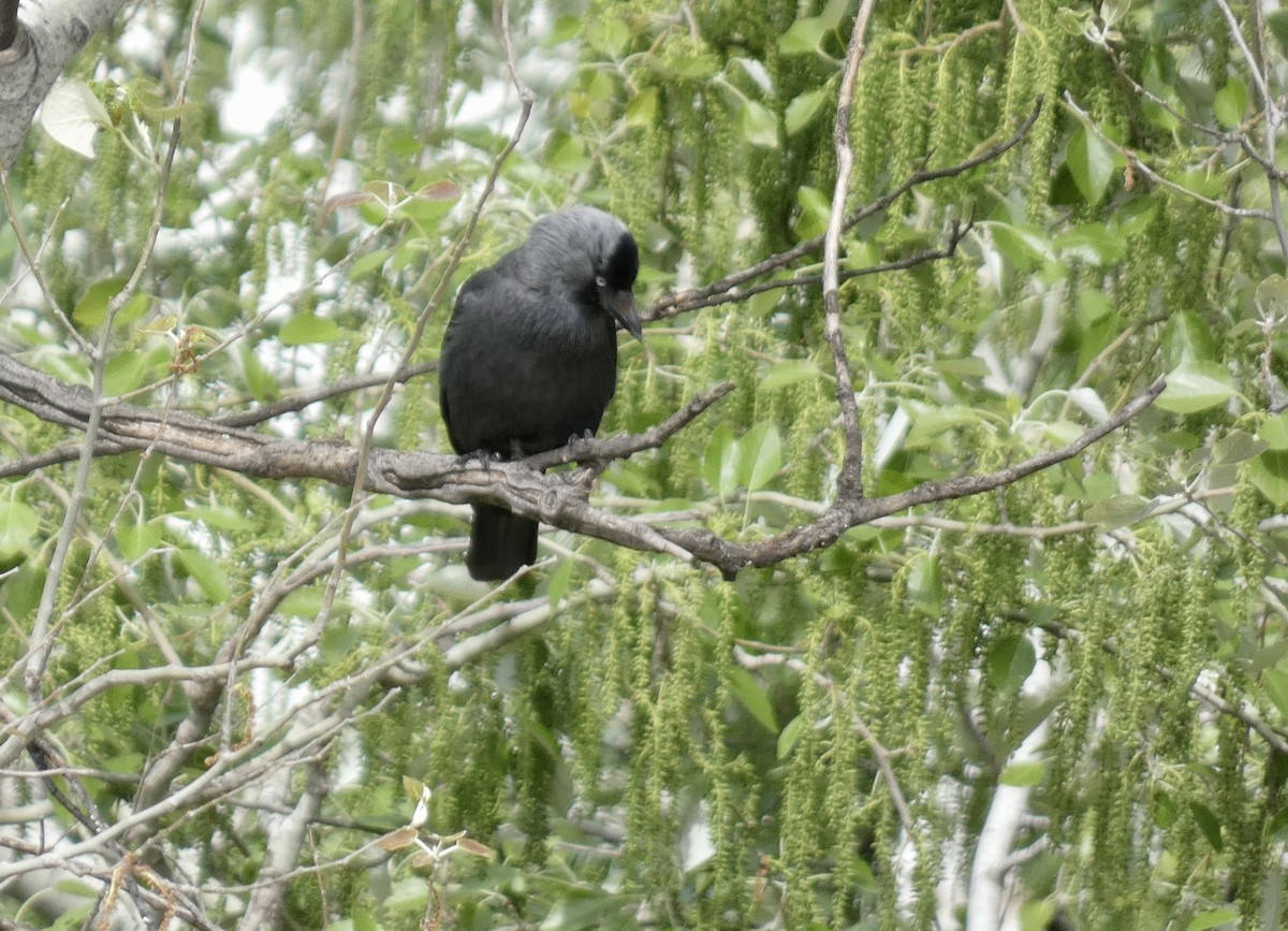 Eurasian Jackdaw - ML616512916