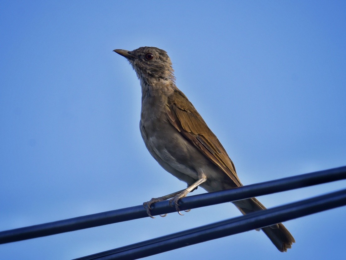 Pale-breasted Thrush - ML616512924