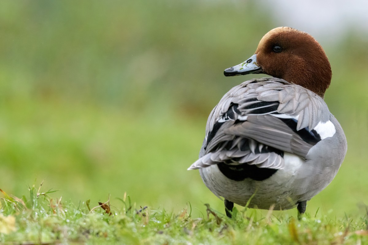 Eurasian Wigeon - Matthew Hobbs