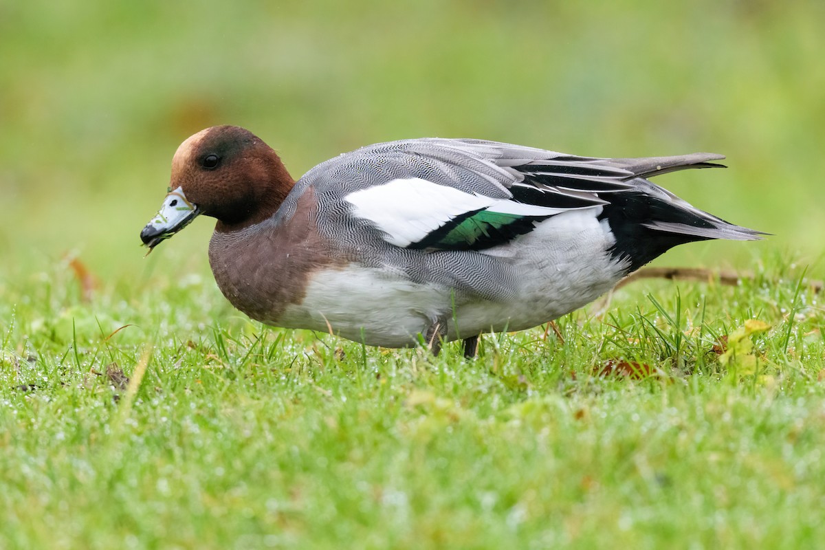 Eurasian Wigeon - ML616512945