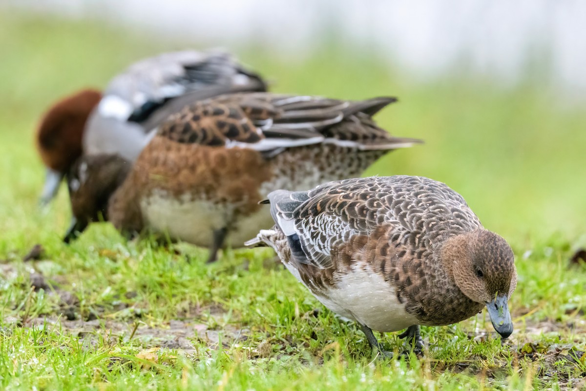 Eurasian Wigeon - ML616512948