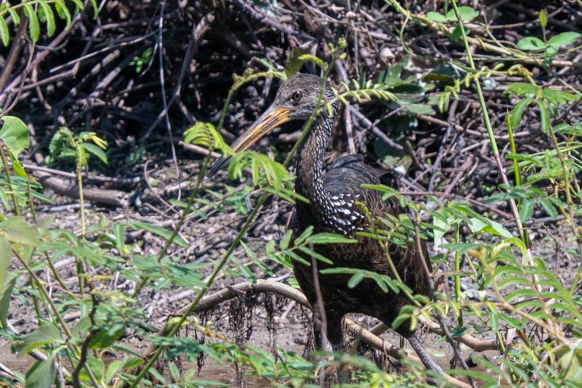 Limpkin - ML616512949