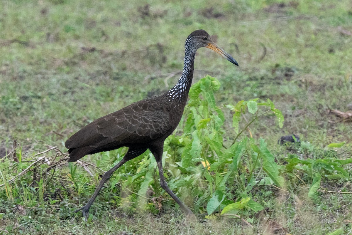 Limpkin - ML616512950