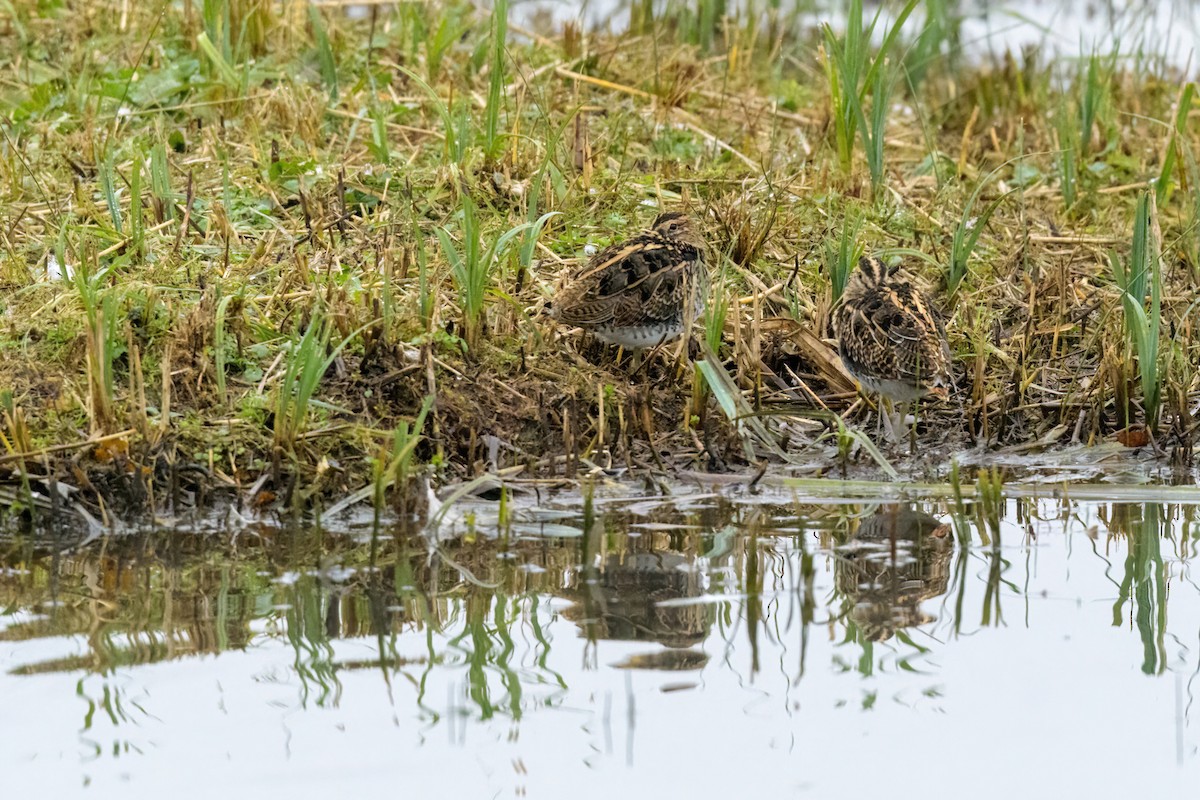 Common Snipe - ML616512958