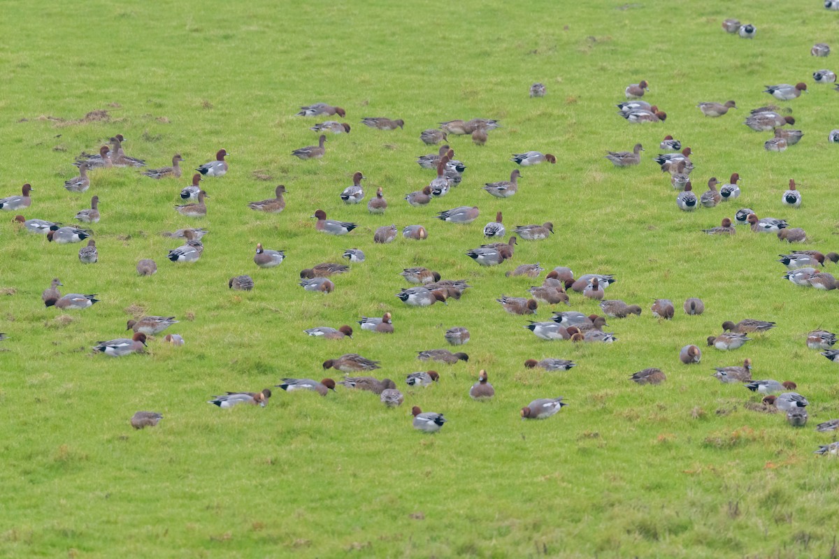 Eurasian Wigeon - ML616512968