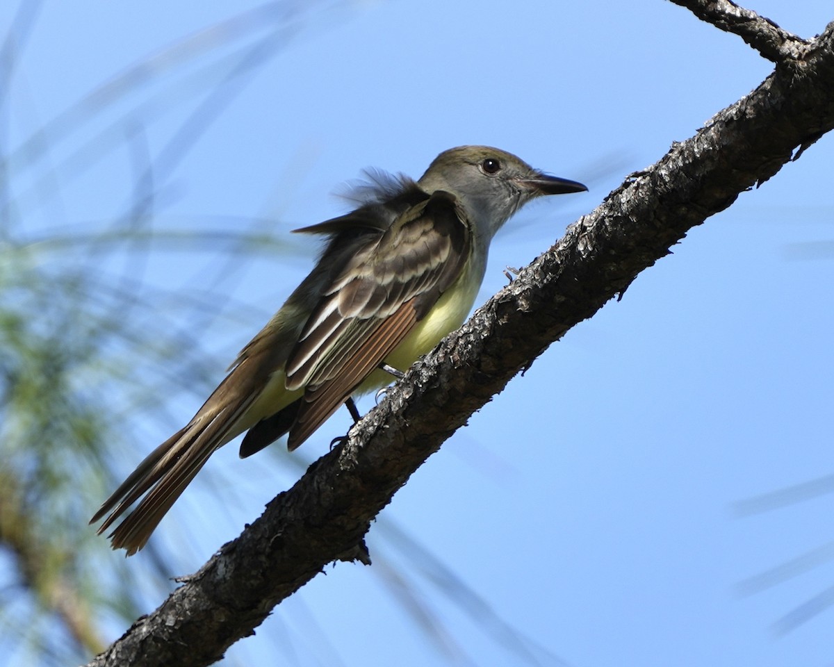 Great Crested Flycatcher - Gloria Markiewicz