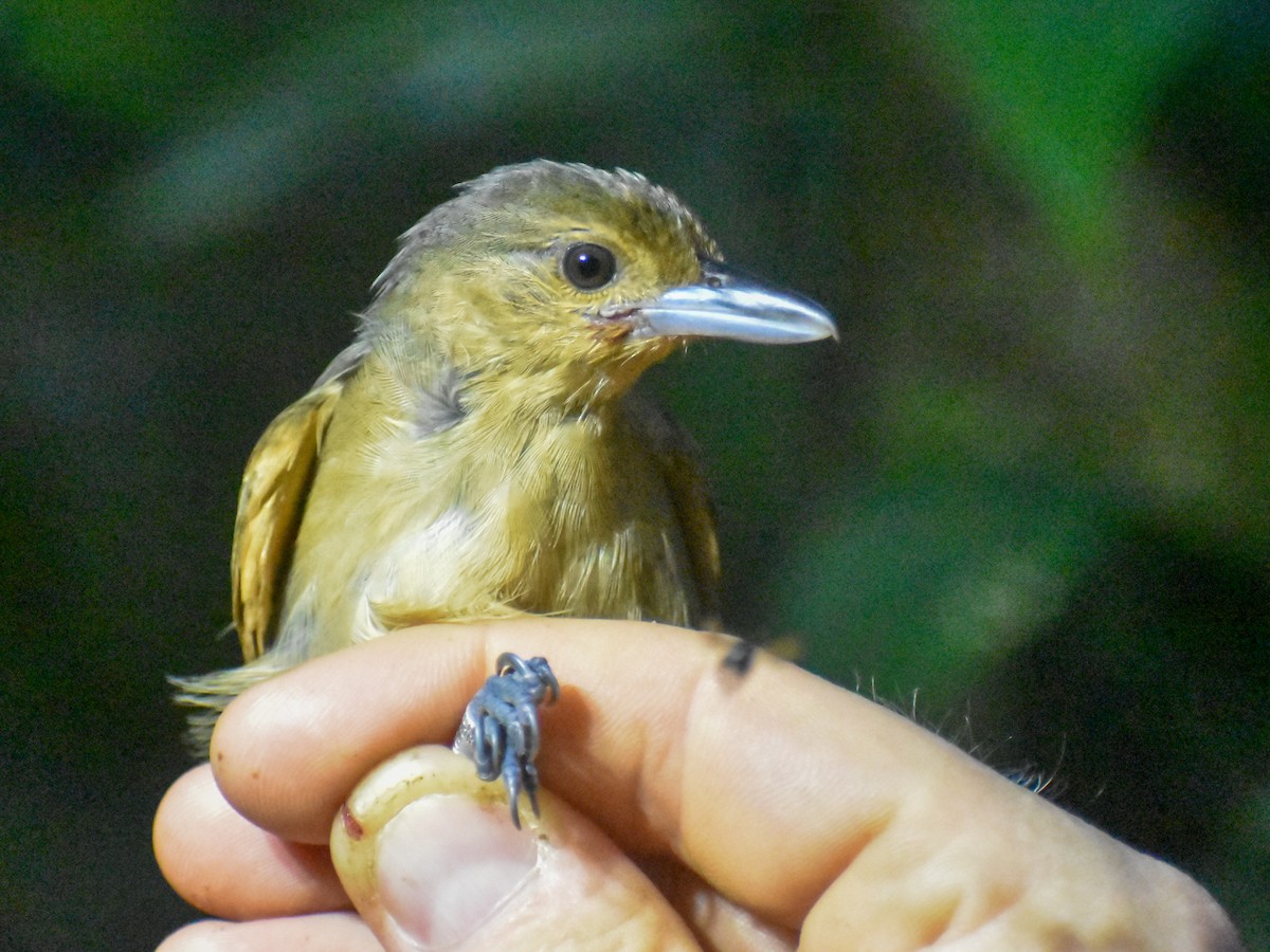 Fleckenflügel-Ameisenwürger - ML616513038