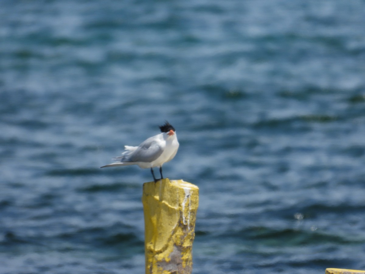 Royal Tern - ML616513075