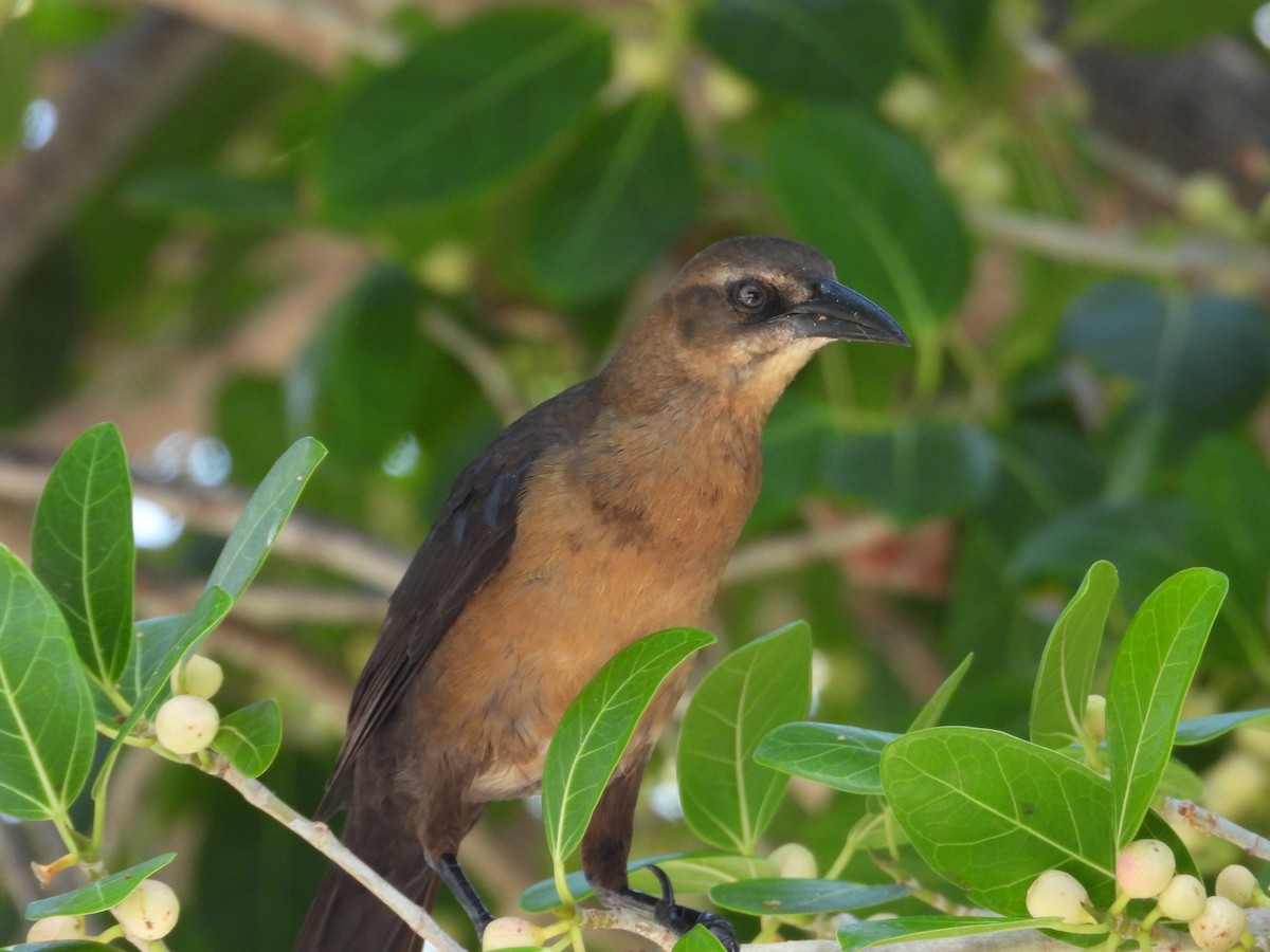 Great-tailed Grackle - ML616513084