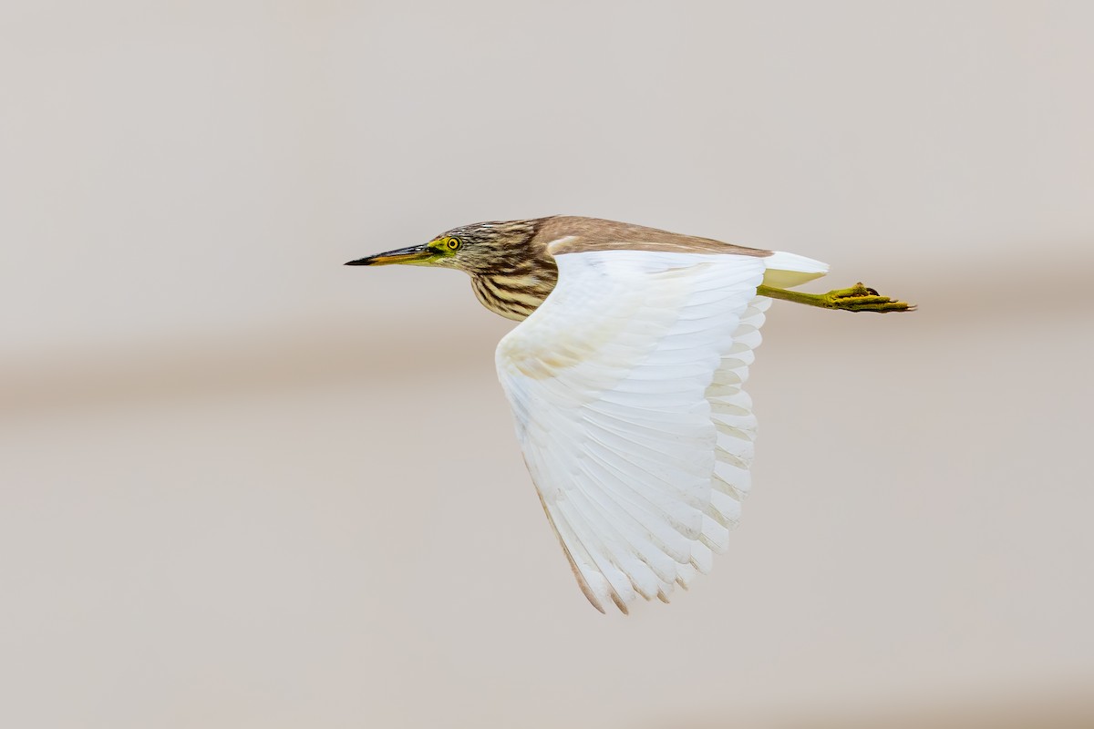 Indian Pond-Heron - ML616513194