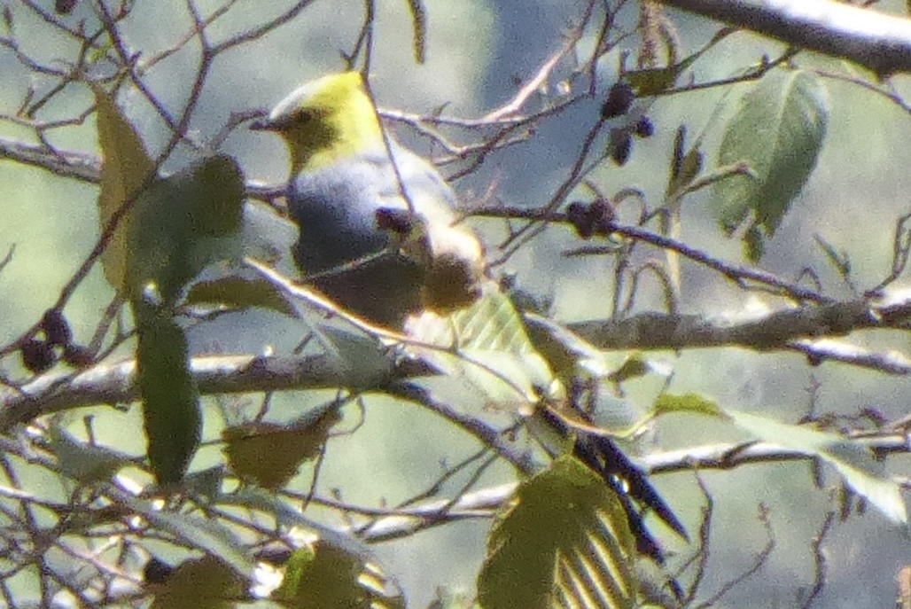 Long-tailed Silky-flycatcher - ML616513253