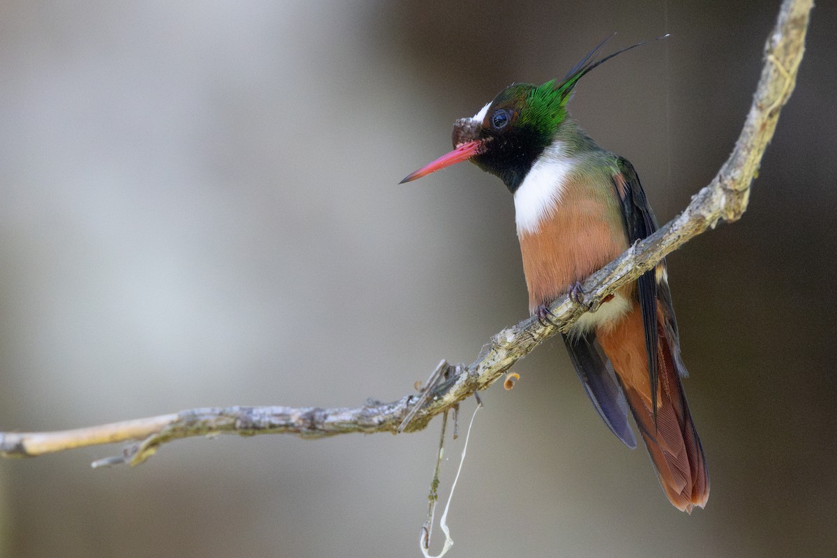 White-crested Coquette - ML616513257