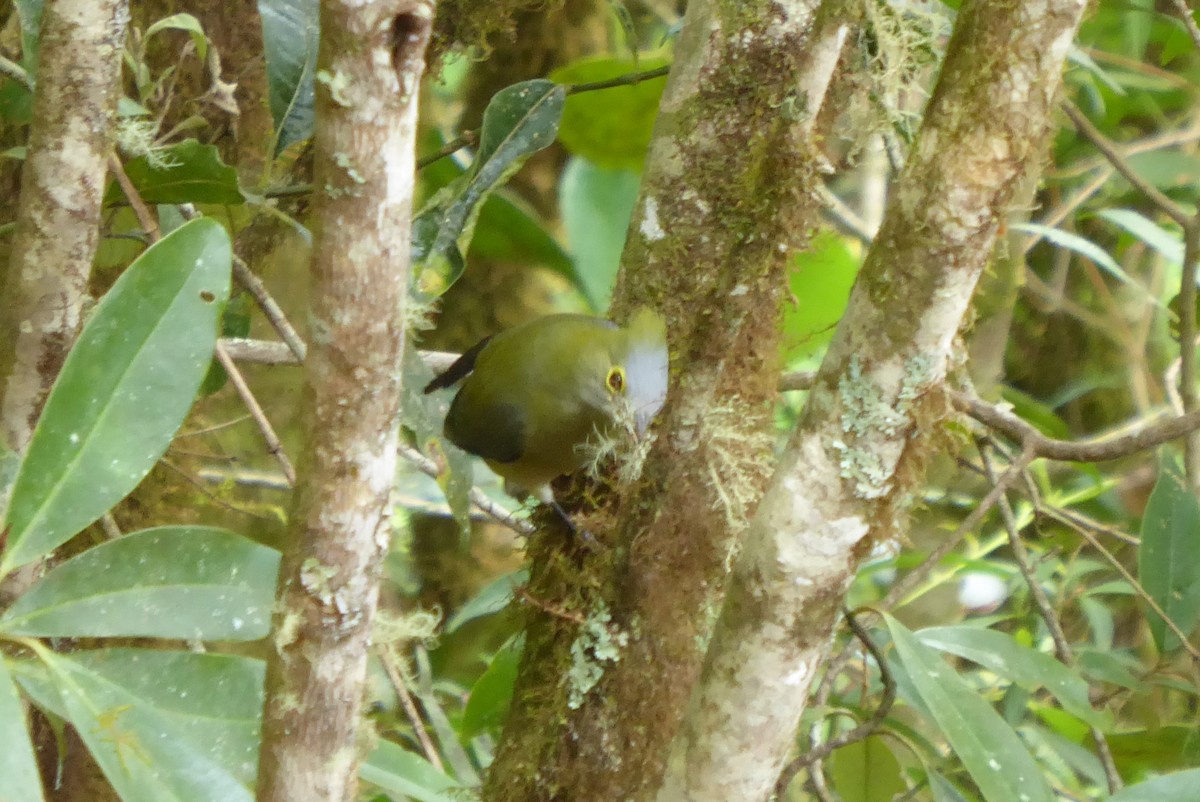 Long-tailed Silky-flycatcher - ML616513298