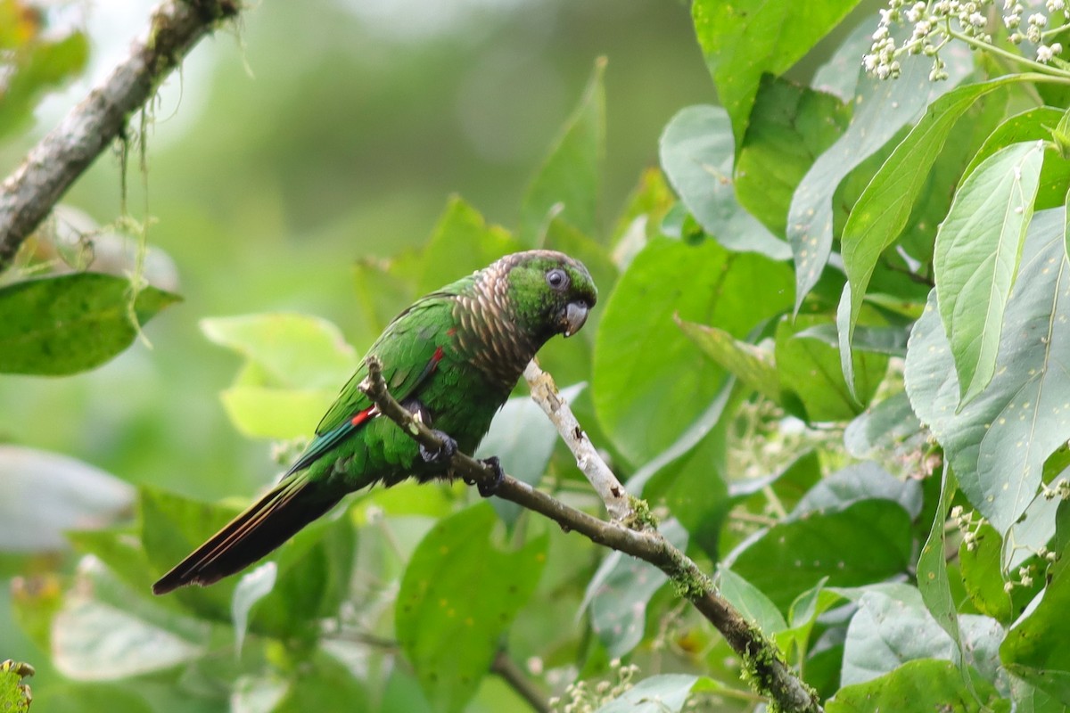 Maroon-tailed Parakeet - Margaret Viens