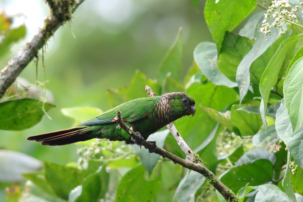 Maroon-tailed Parakeet - Margaret Viens