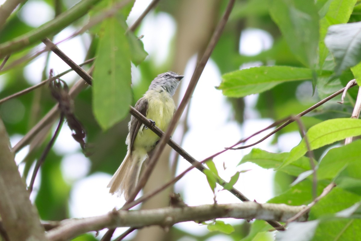 Sooty-headed Tyrannulet - Margaret Viens