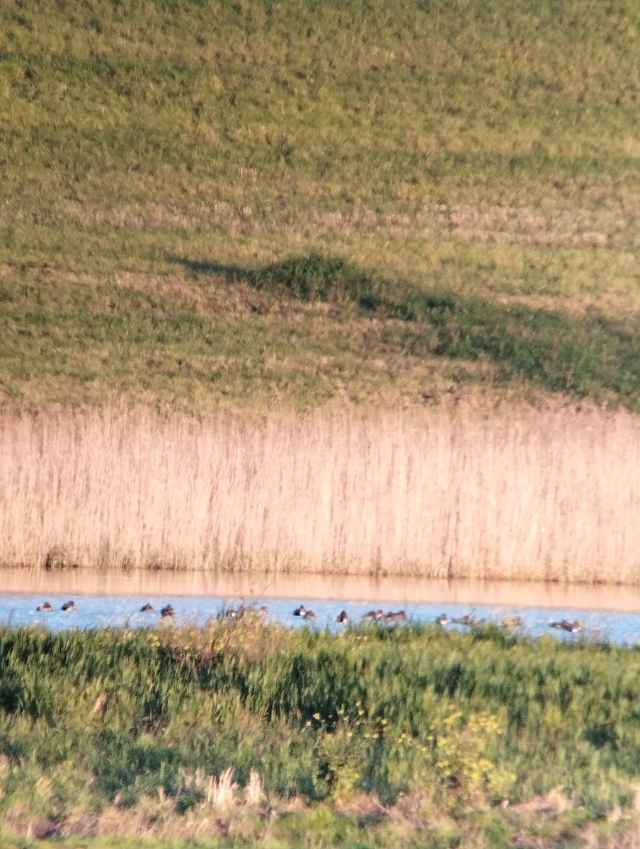 Eurasian Wigeon - Raul Pascual