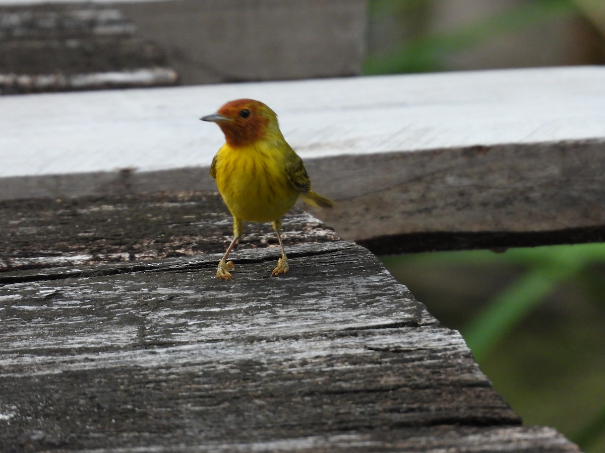 Paruline jaune - ML616513507