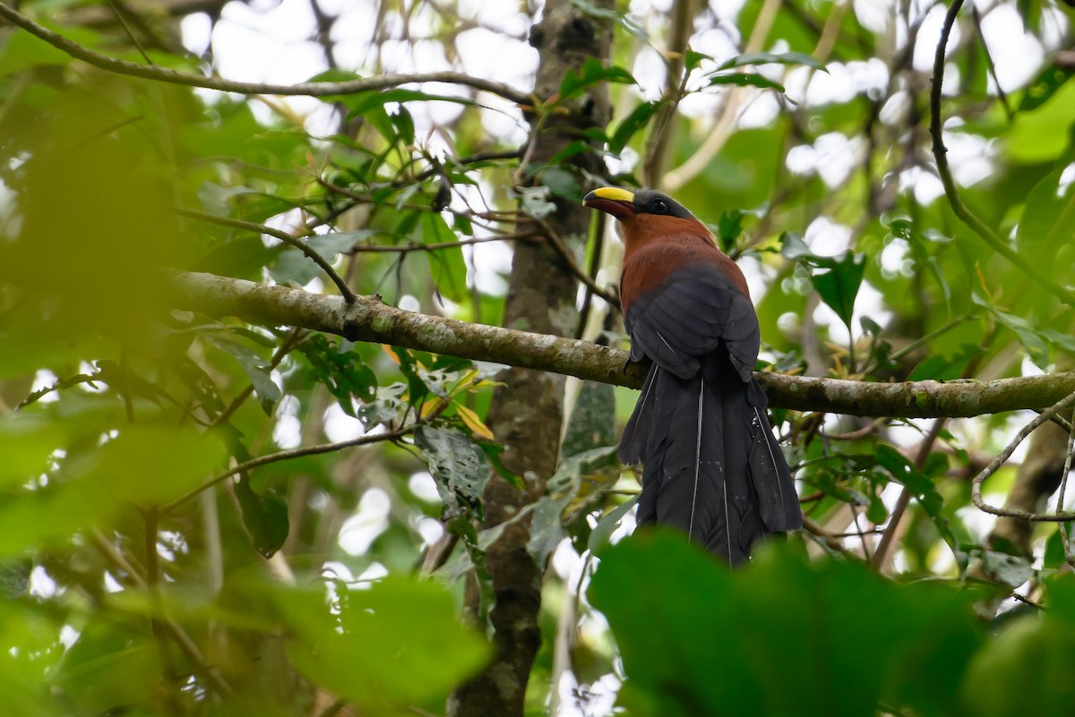 Yellow-billed Malkoha - Stephen Davies