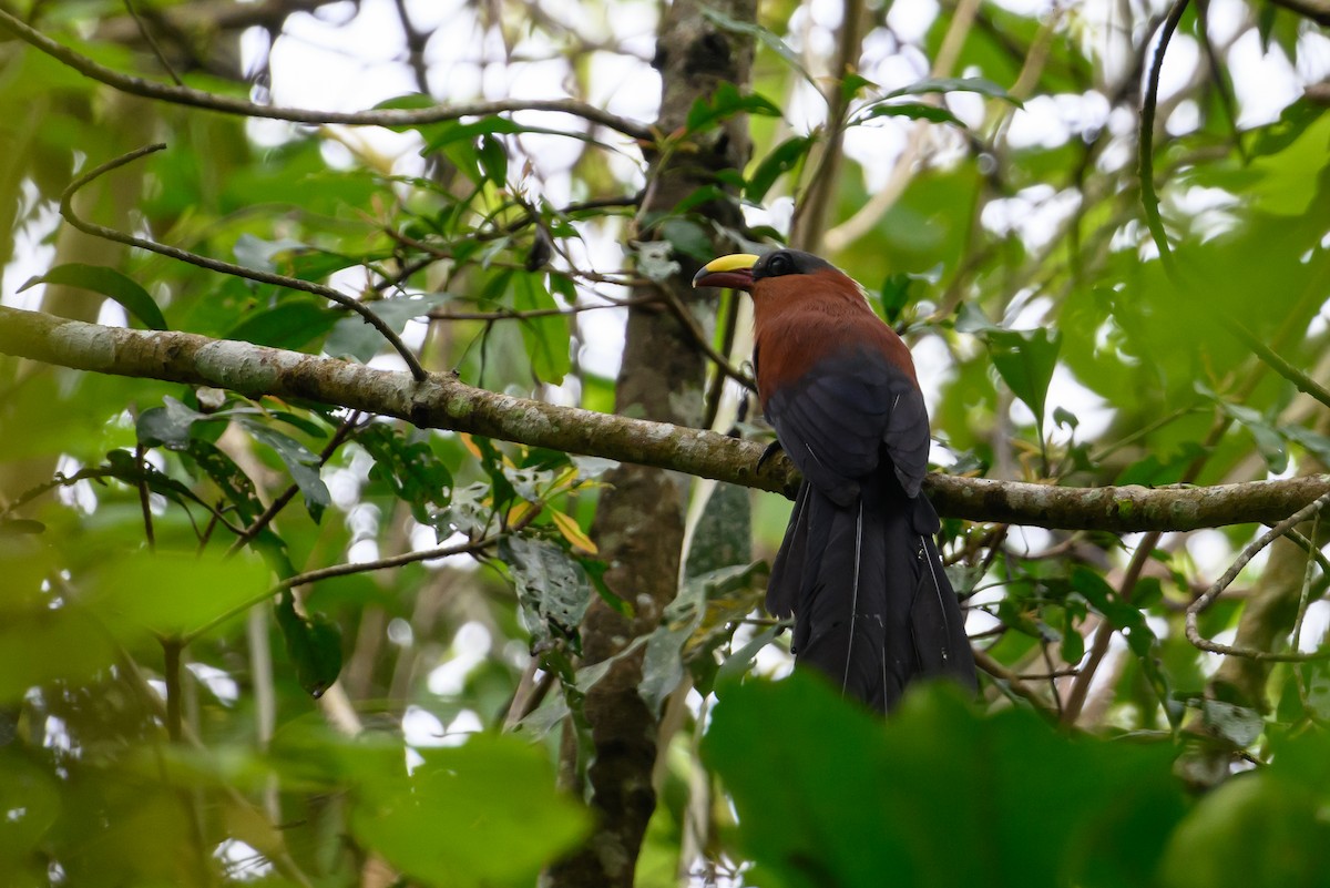 Yellow-billed Malkoha - ML616513573