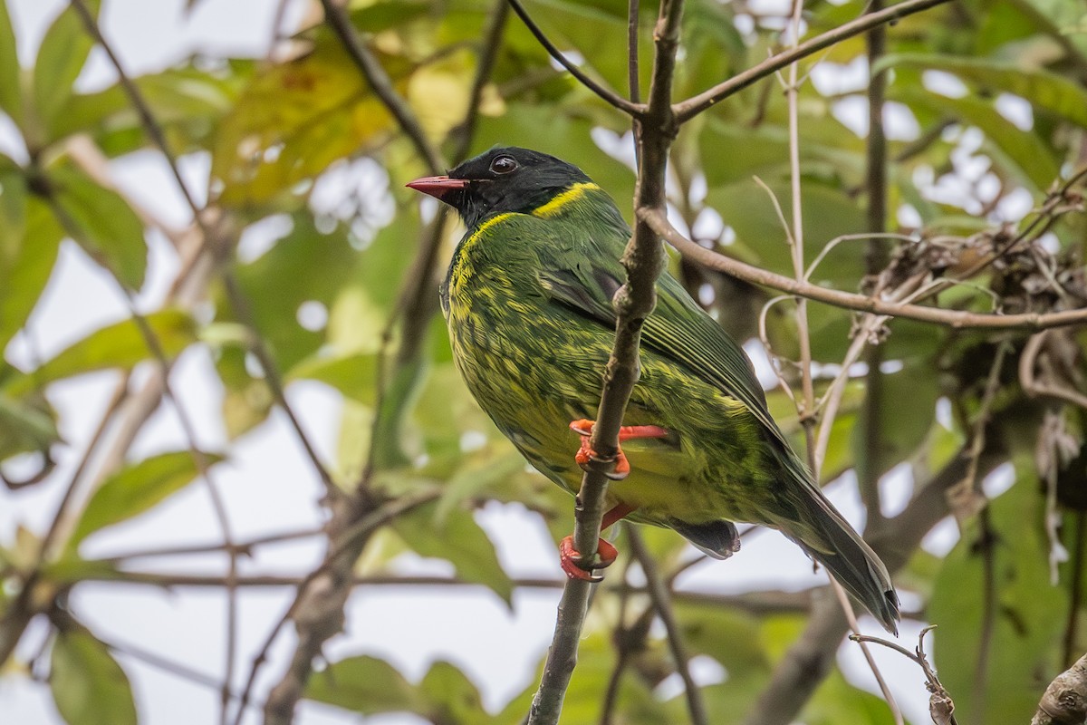 Green-and-black Fruiteater - Mariann Cyr