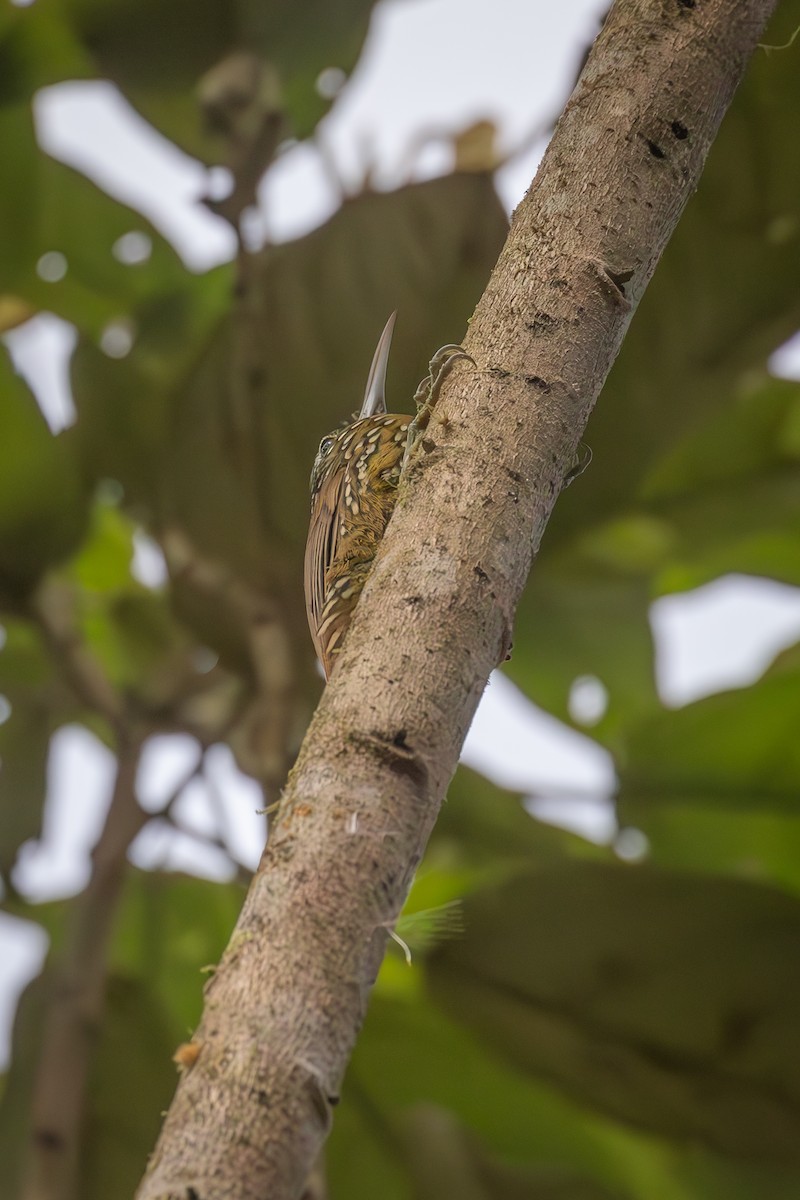 Montane Woodcreeper - ML616513788