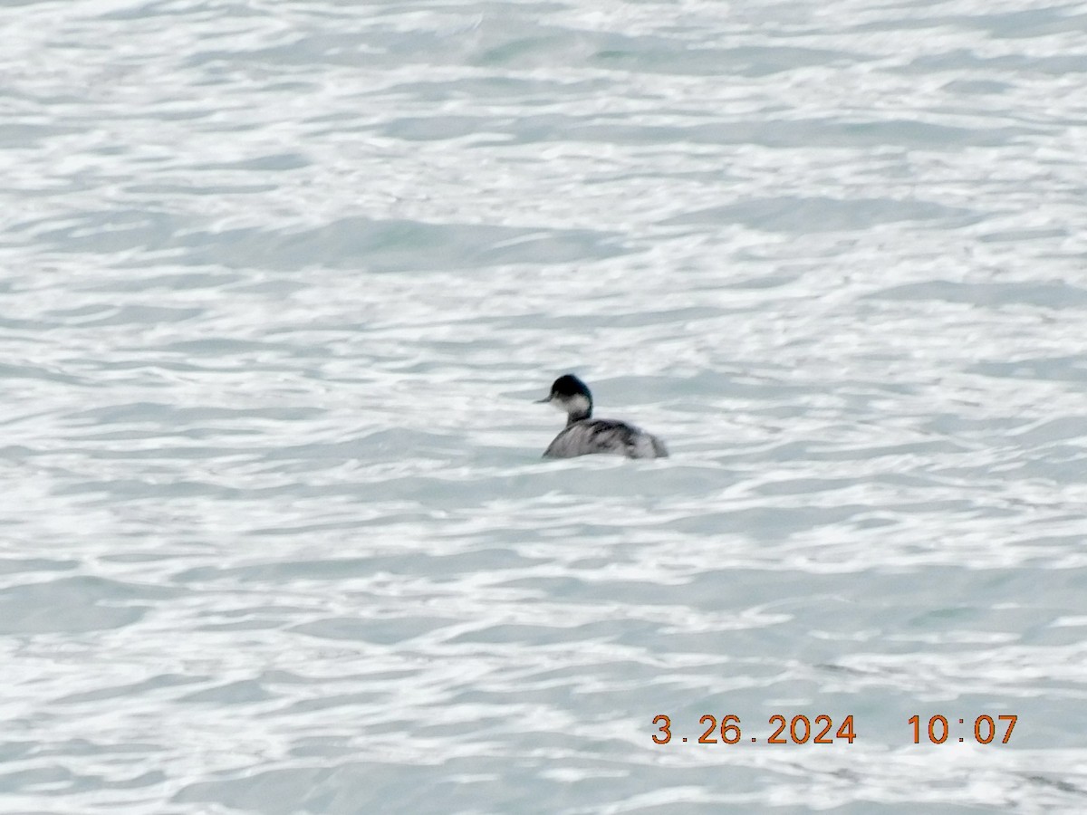 Eared Grebe - ML616513801