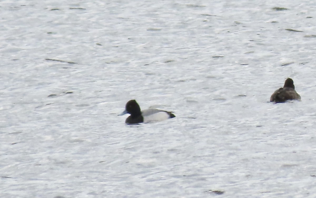 Lesser Scaup - David Russell