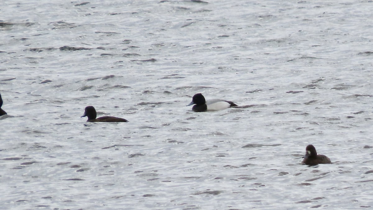 Lesser Scaup - ML616513862