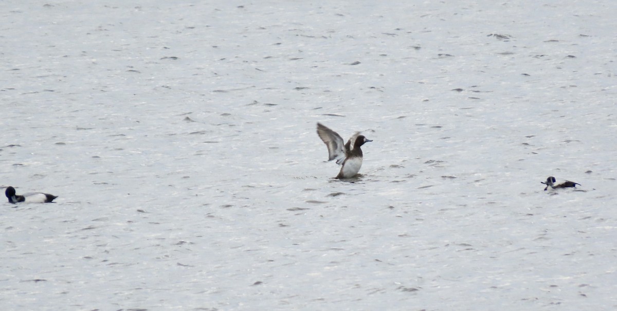 Lesser Scaup - ML616513863